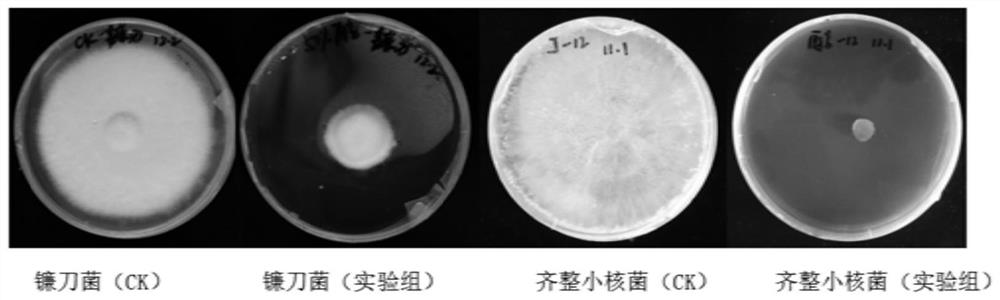 A kind of natural inhibitor for effectively preventing and treating chrysanthemum root rot and preparation method thereof