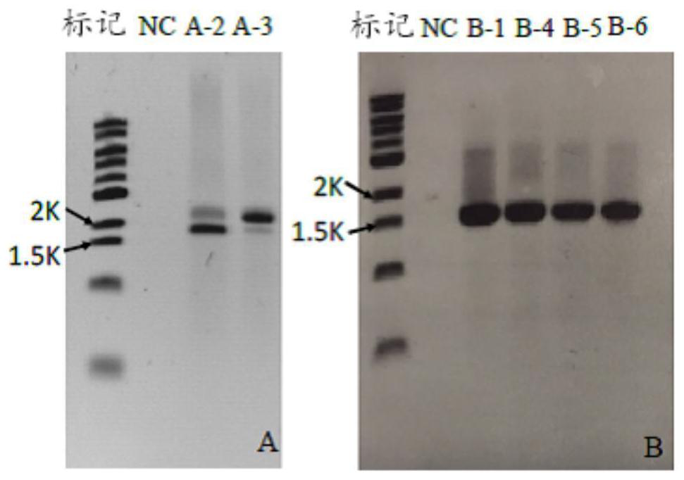 Dunaliella salina strain for treating salt-containing wastewater, microbial community comprising Dunaliella salina strain and application of microbial community