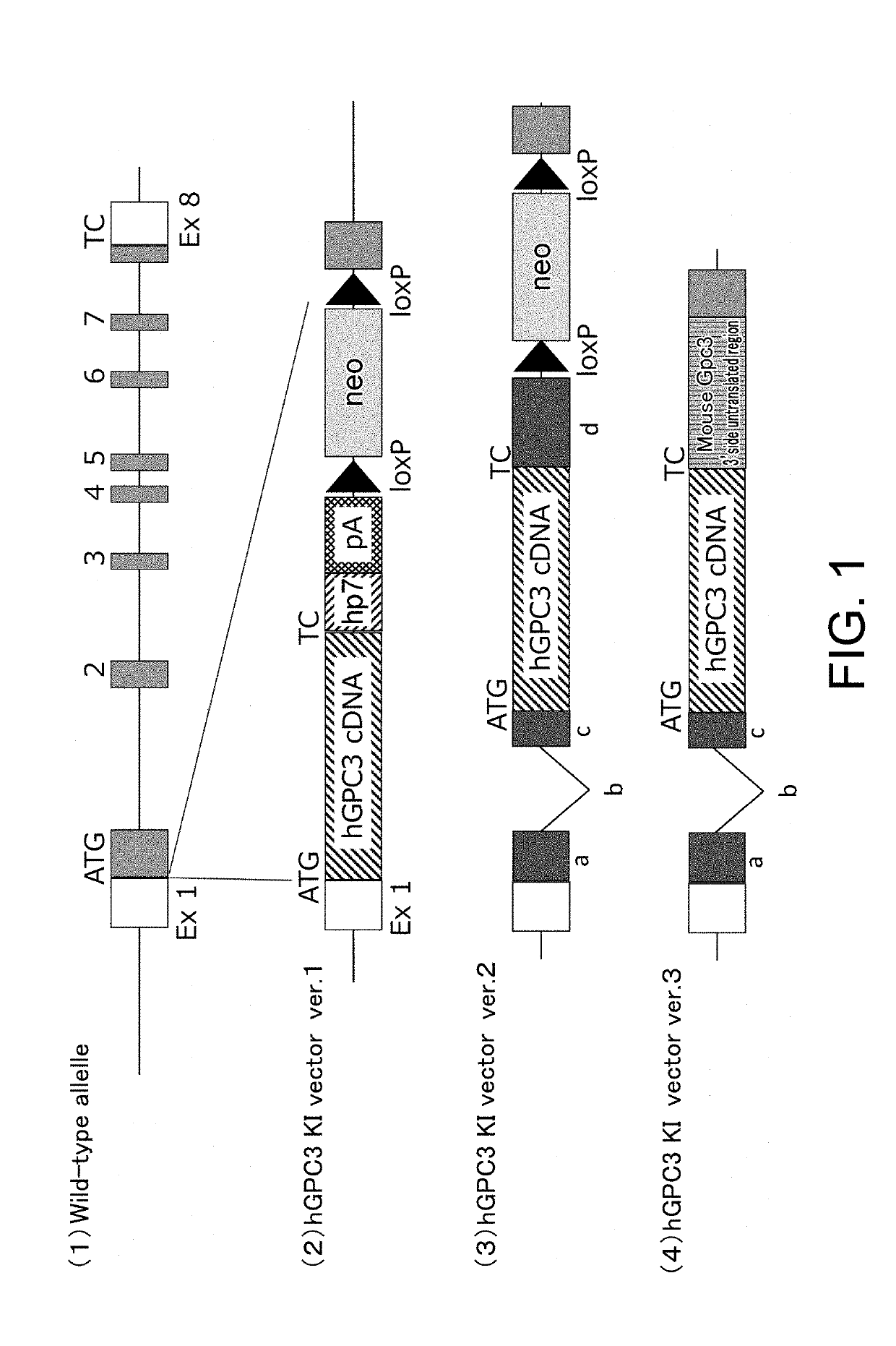 Gene-modified non-human animal expressing human gpc3 polypeptide