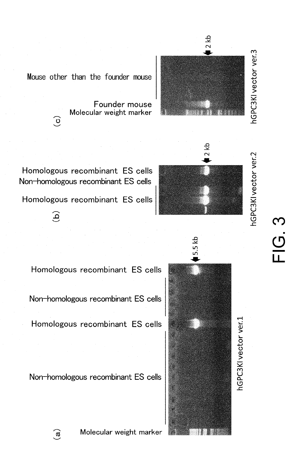 Gene-modified non-human animal expressing human gpc3 polypeptide