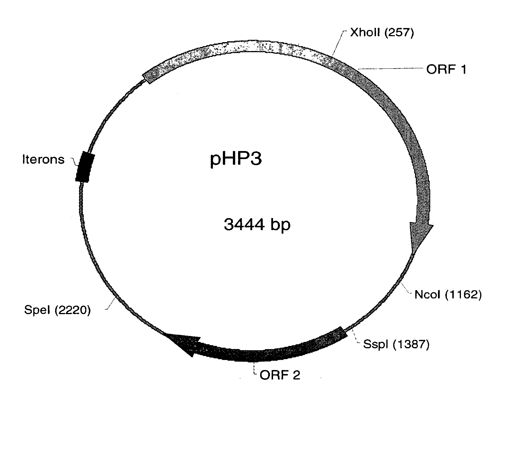 Helicobacter System and Uses Thereof