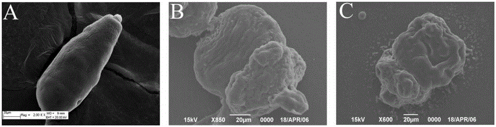 Application of lithocholic acid serving as active ingredient in preparation of echinococcosis granulosis cyst treatment medicine