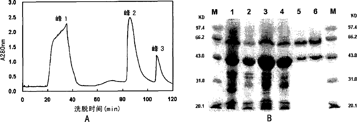 Method for renaturing and purifying recombinant extremely heat-resistant alpha-amylase