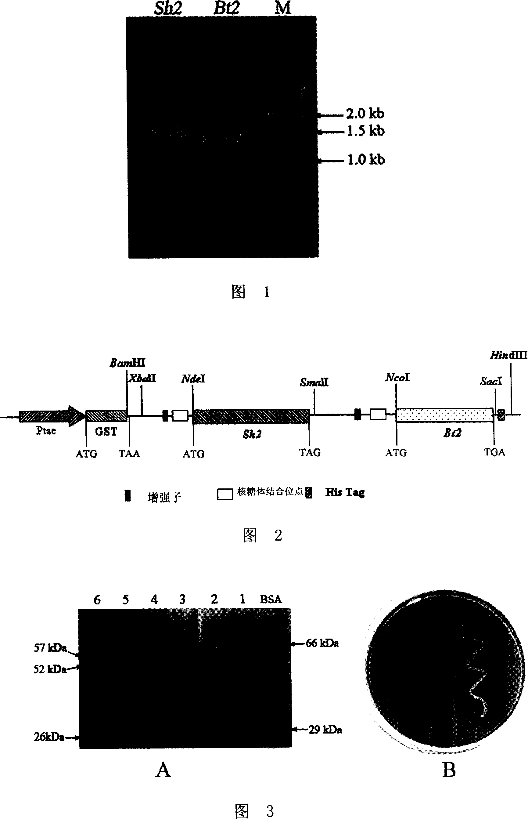 Corn embryosperm ADP- glucose pyrophosphorylase mutant and its screening method and application