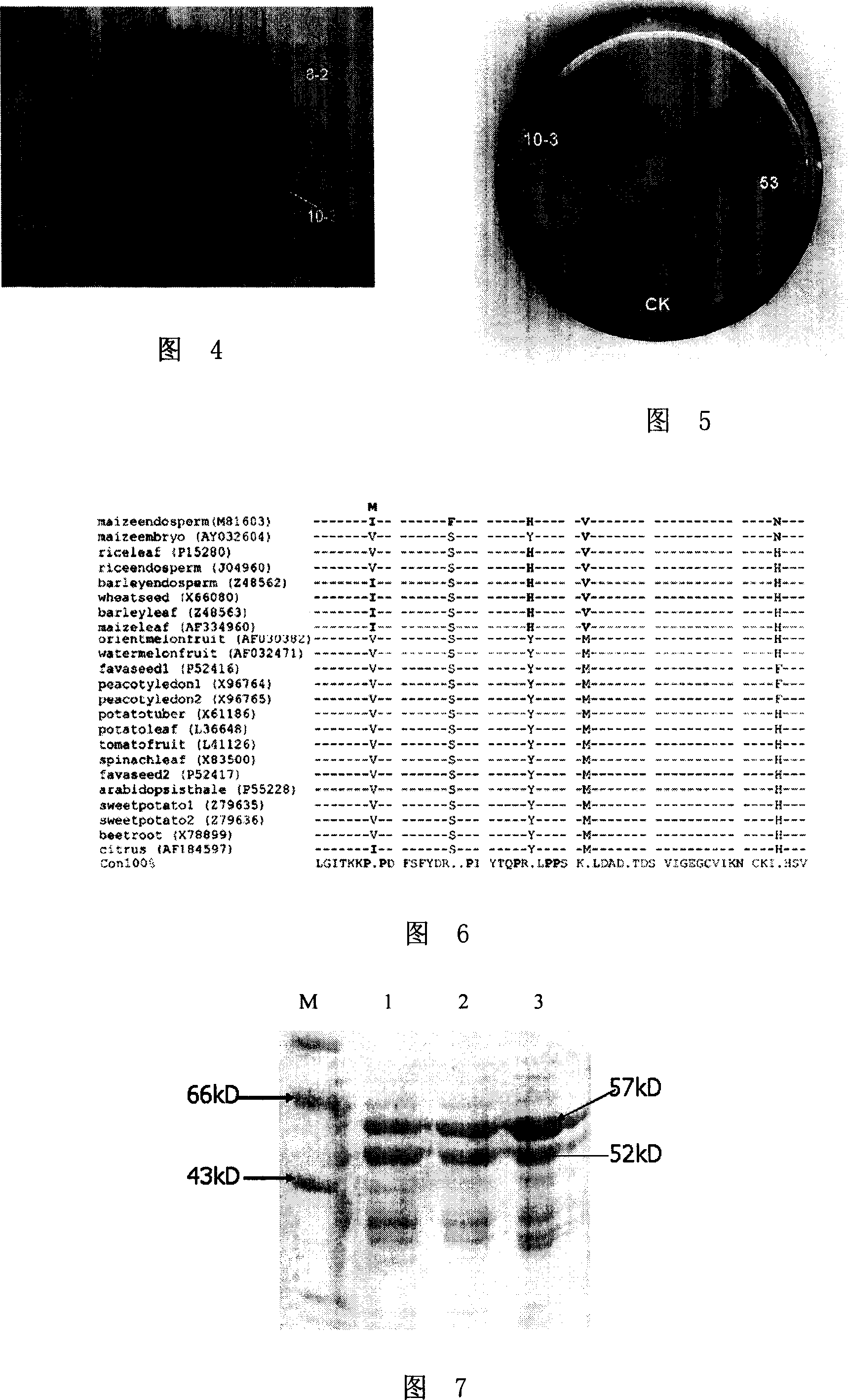 Corn embryosperm ADP- glucose pyrophosphorylase mutant and its screening method and application