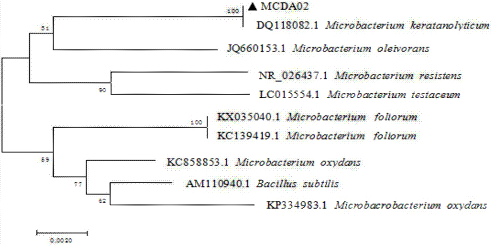 Ocean-sourced Microbacterium keratanolyticum MCDA02, method for producing enzyme from ocean-sourced Microbacterium keratanolyticum MCDA02, and product