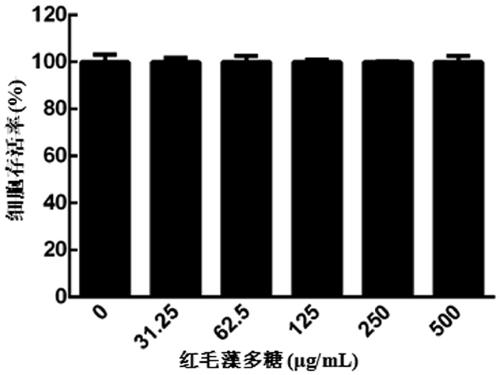 Application of Bangia fusco-purpurea polysaccharide in preparation of medicine for promoting wound healing