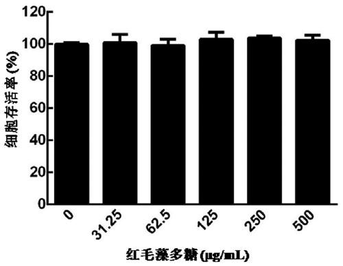 Application of Bangia fusco-purpurea polysaccharide in preparation of medicine for promoting wound healing