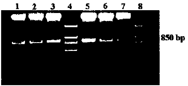 Preparation method and application of double-strand recombinant adeno-associated virus mediating membrane-stabilized cd40l gene capsid protein mutation