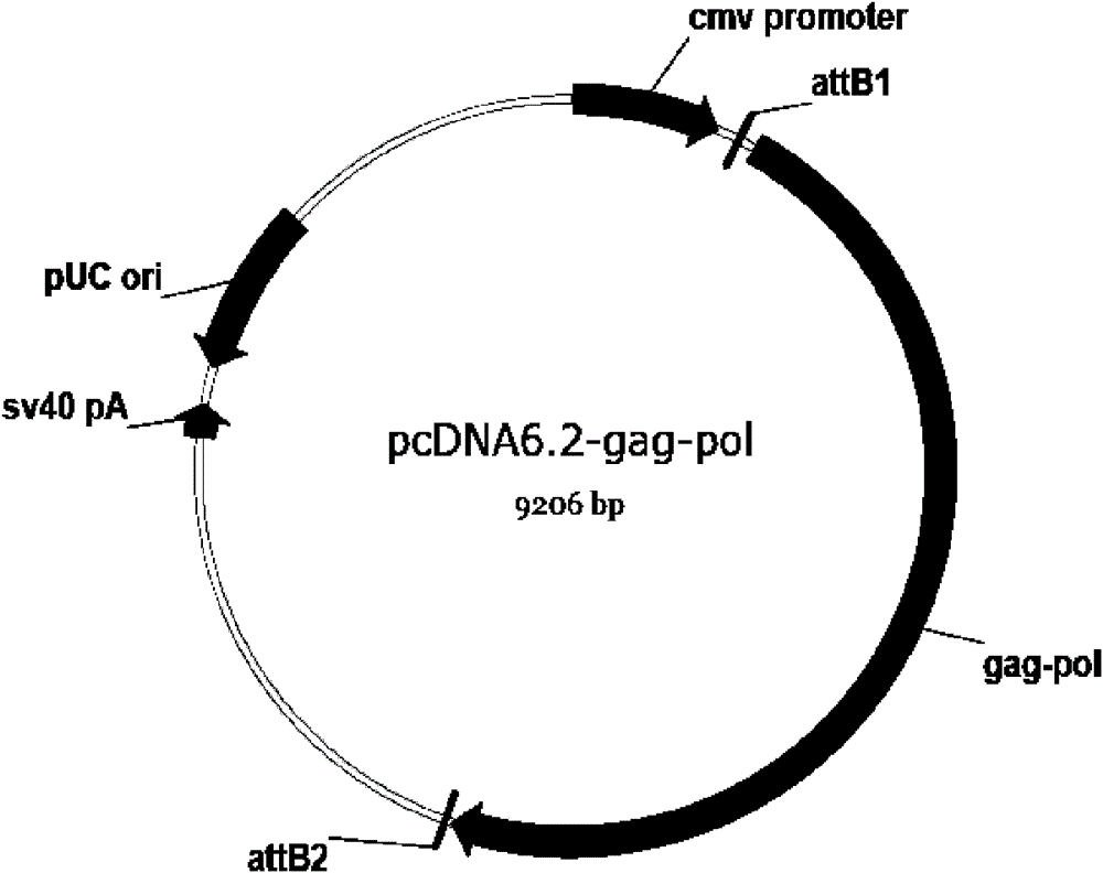 HIV-1 phenotypic resistance detection vector and construction method thereof