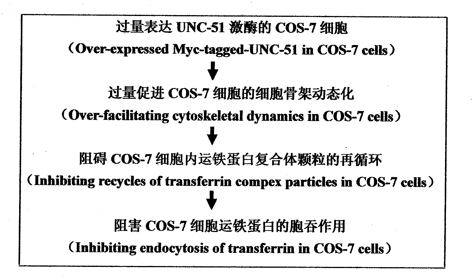 Research for influence on endocytosis of cell transferrins of UNC-51 kinase