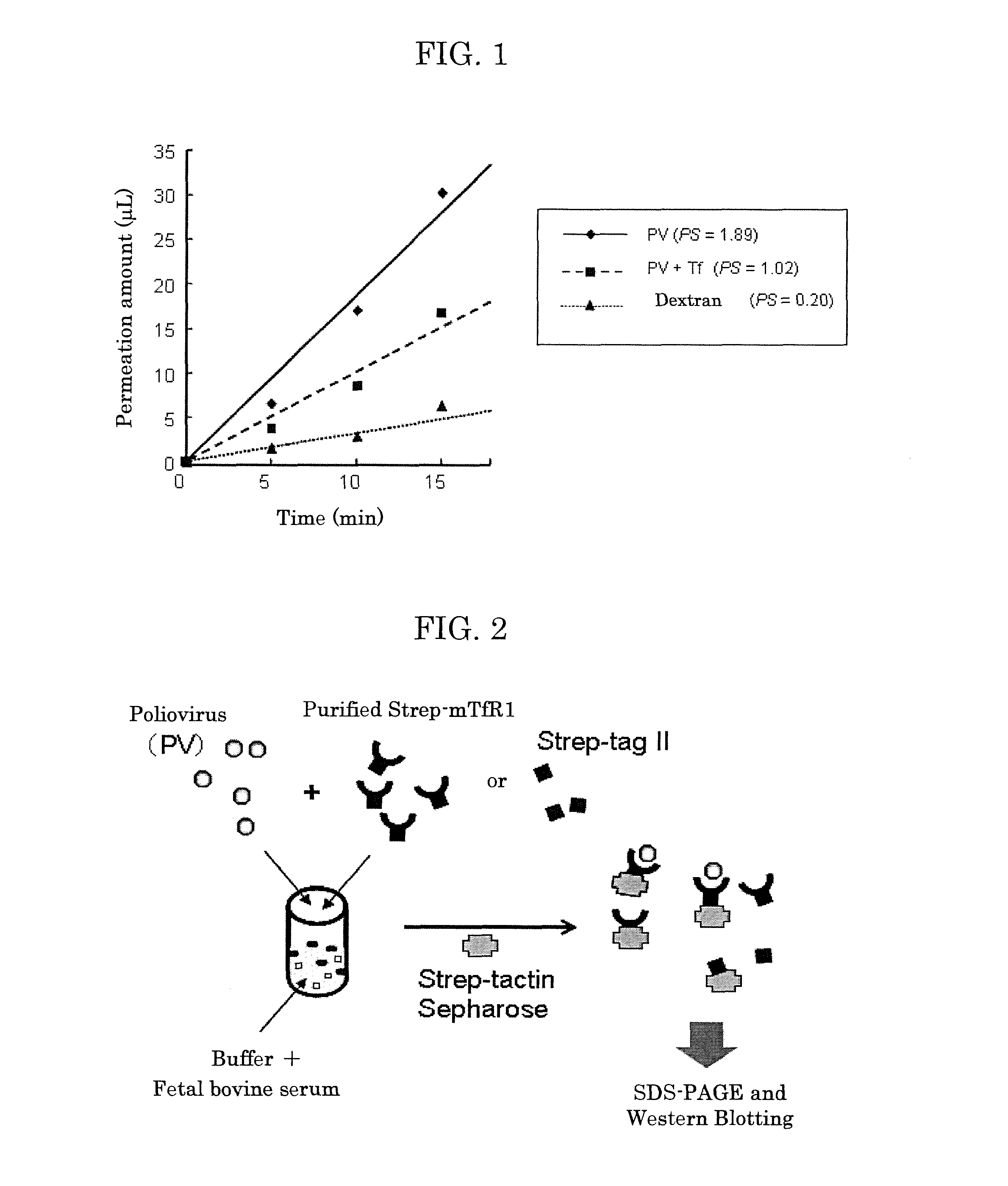 Drug Transporter Permeating Blood-Brain Barrier, Peptide and Use Thereof