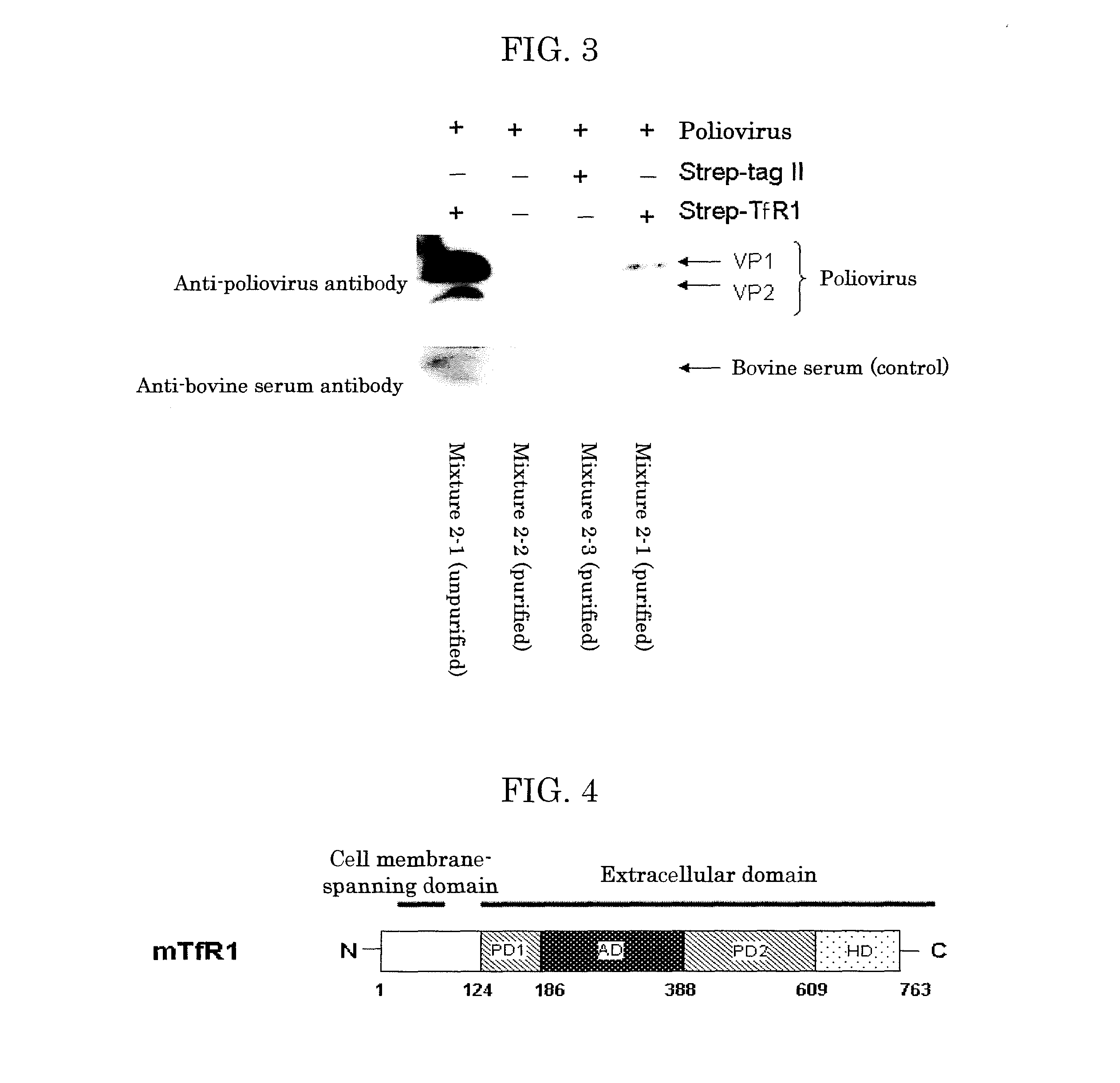 Drug Transporter Permeating Blood-Brain Barrier, Peptide and Use Thereof