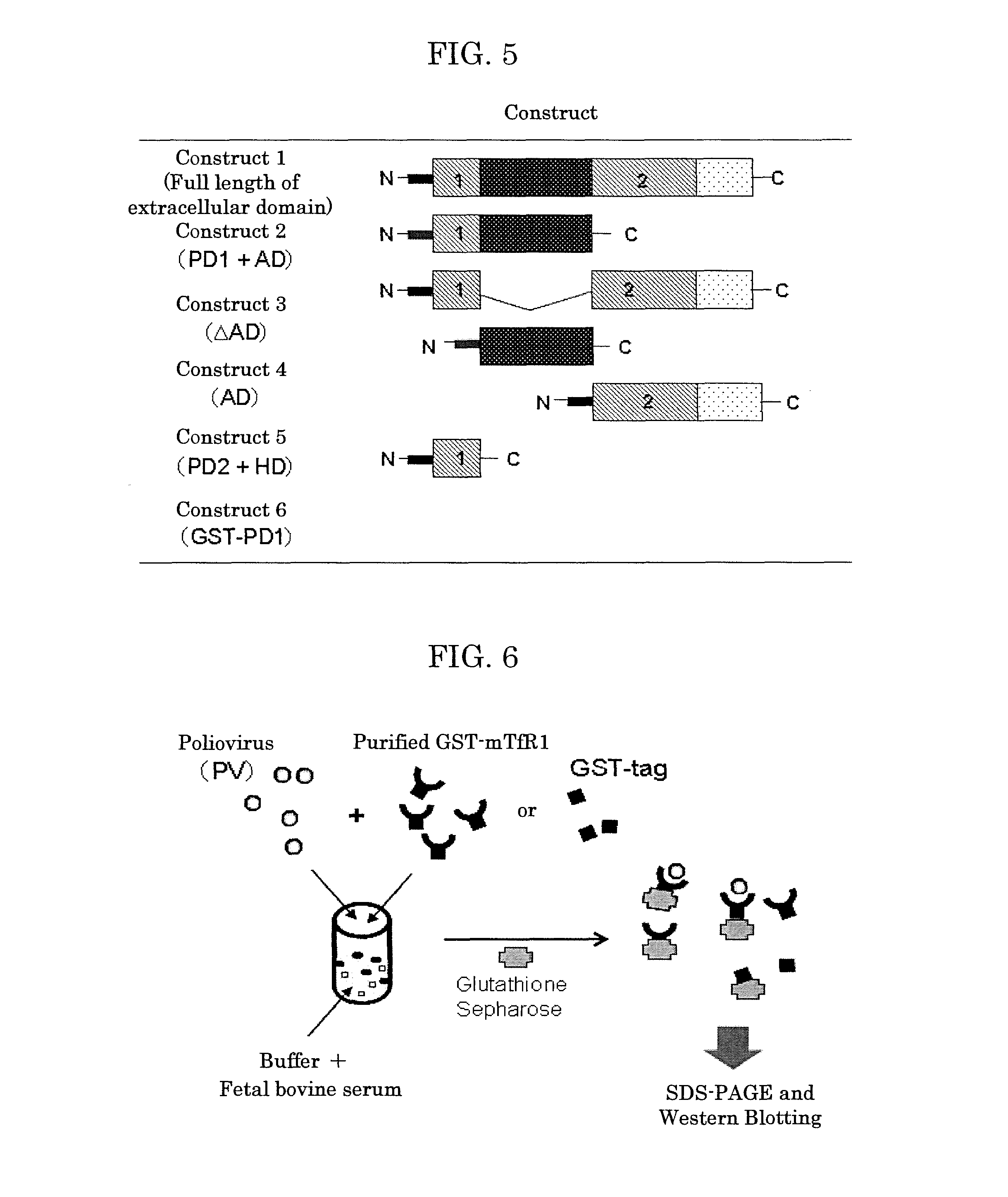 Drug Transporter Permeating Blood-Brain Barrier, Peptide and Use Thereof