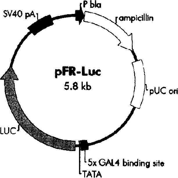 Human cytokine and use thereof