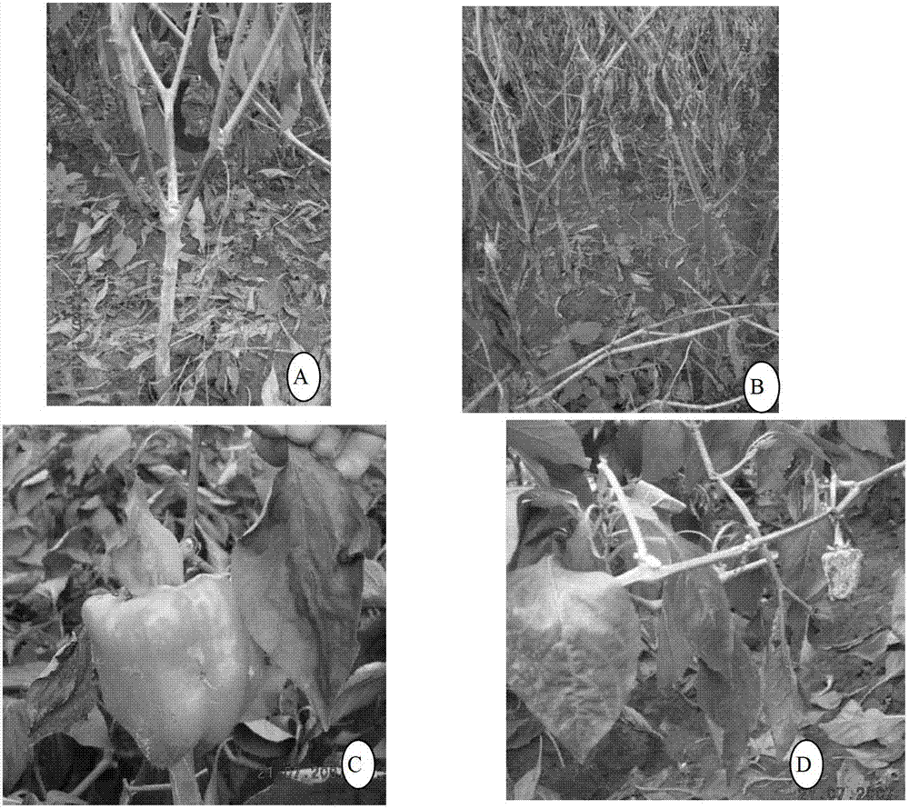 Medium for separating Phytophthora capsici