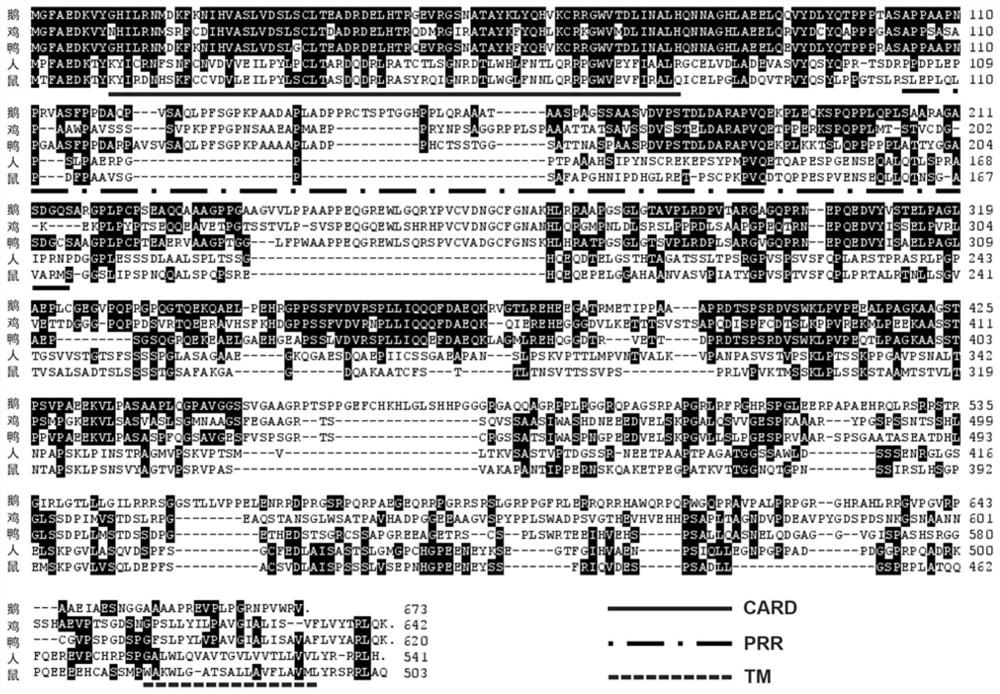 A kind of goose source mitochondrial antiviral signal protein and its application