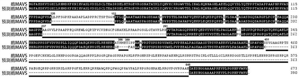 A kind of goose source mitochondrial antiviral signal protein and its application