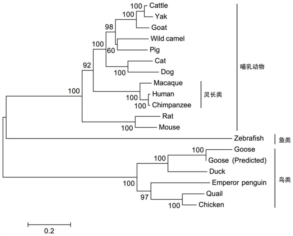 A kind of goose source mitochondrial antiviral signal protein and its application