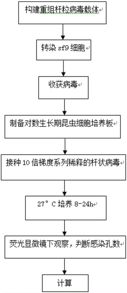 Baculovirus expression vector capable of quickly determining titer and construction and application thereof