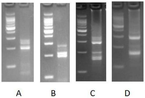 Method and kit for genotyping by utilizing high-throughput sequencing and an application of kit