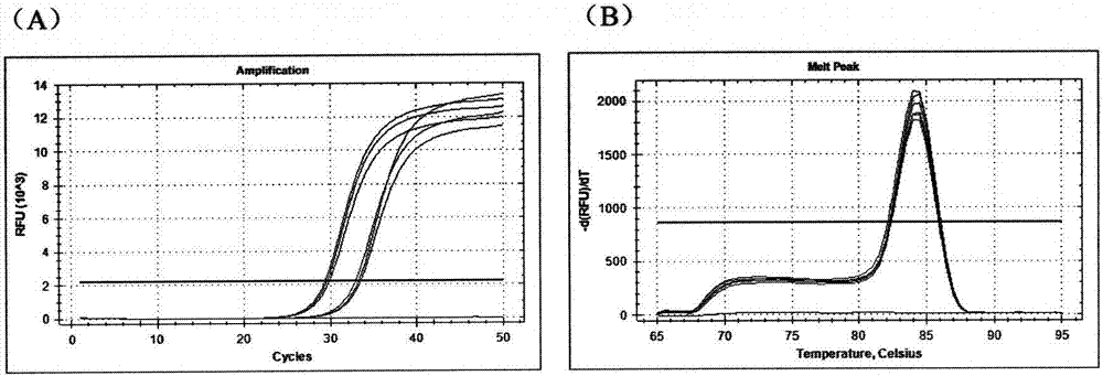 Method for extracting DNA (deoxyribonucleic acid) from small amount of grain oil