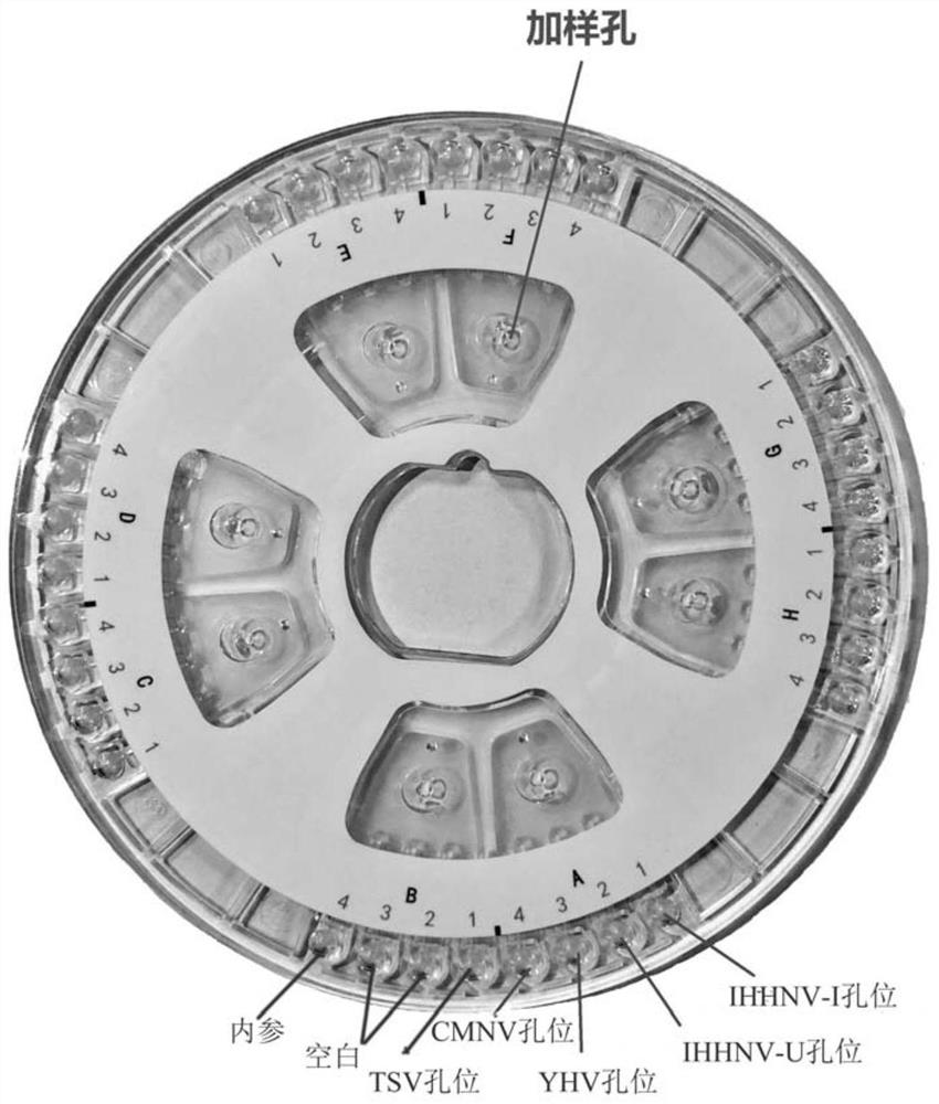 Efficient quintuplet primer for detecting shrimp diseases and kit