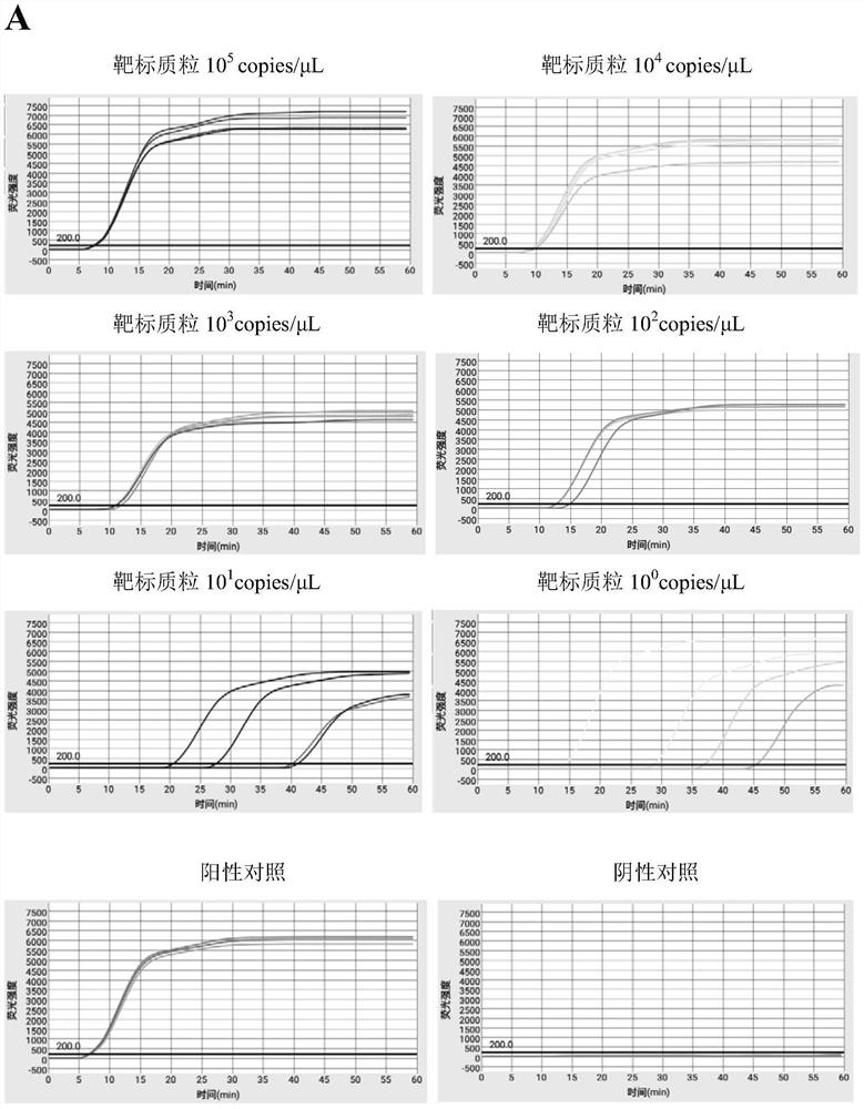 Efficient quintuplet primer for detecting shrimp diseases and kit