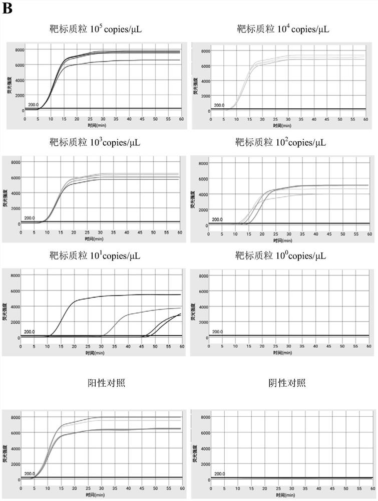 Efficient quintuplet primer for detecting shrimp diseases and kit