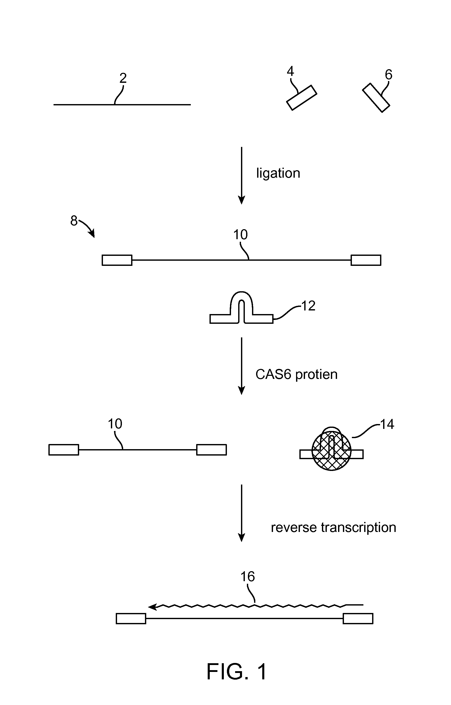 Method of adaptor-dimer subtraction using a crispr cas6 protein