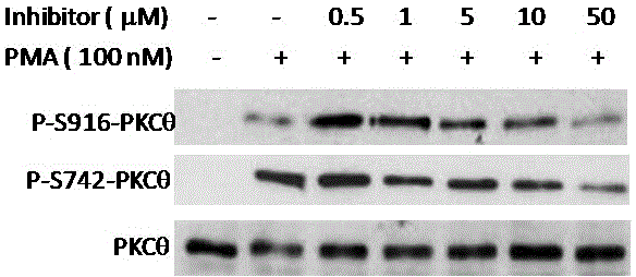 Novel PKC theta small-molecule inhibitor for inhibiting graft-versus-host diseases