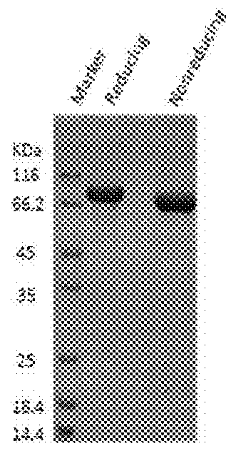 Fusion protein slit2d2-hsa and its use in treatment of sepsis