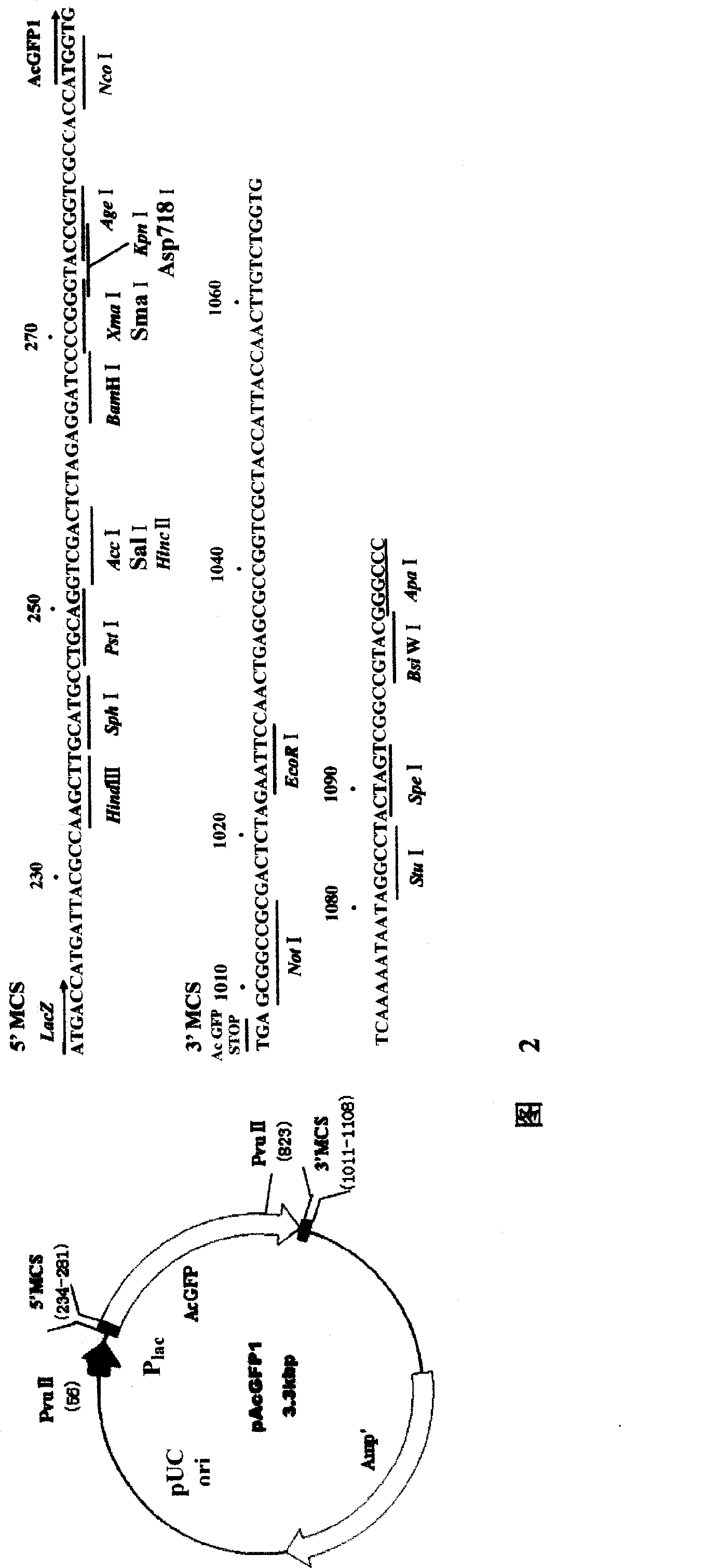 Exocytosis type expression system pES2c and preparation method