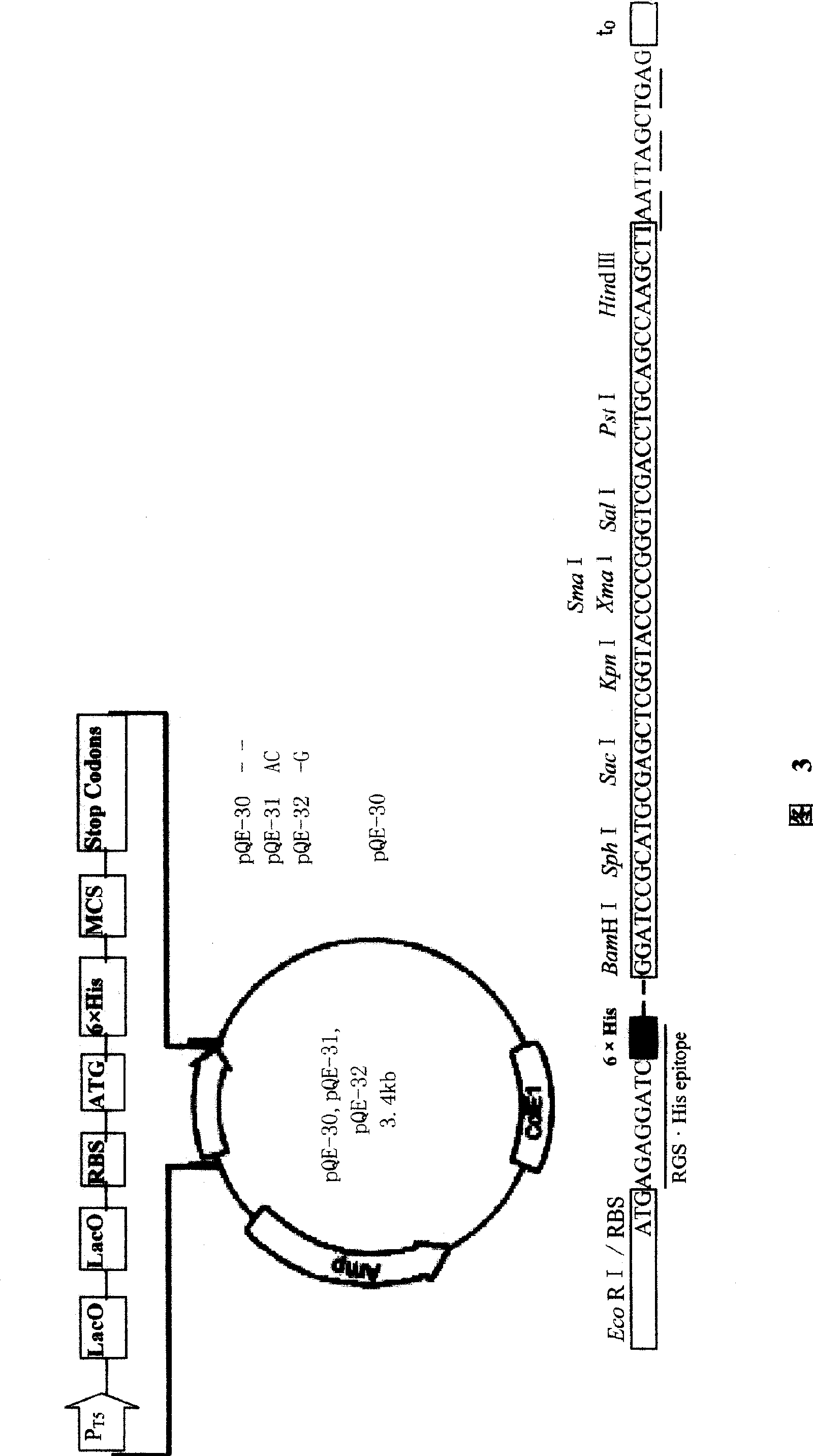 Exocytosis type expression system pES2c and preparation method