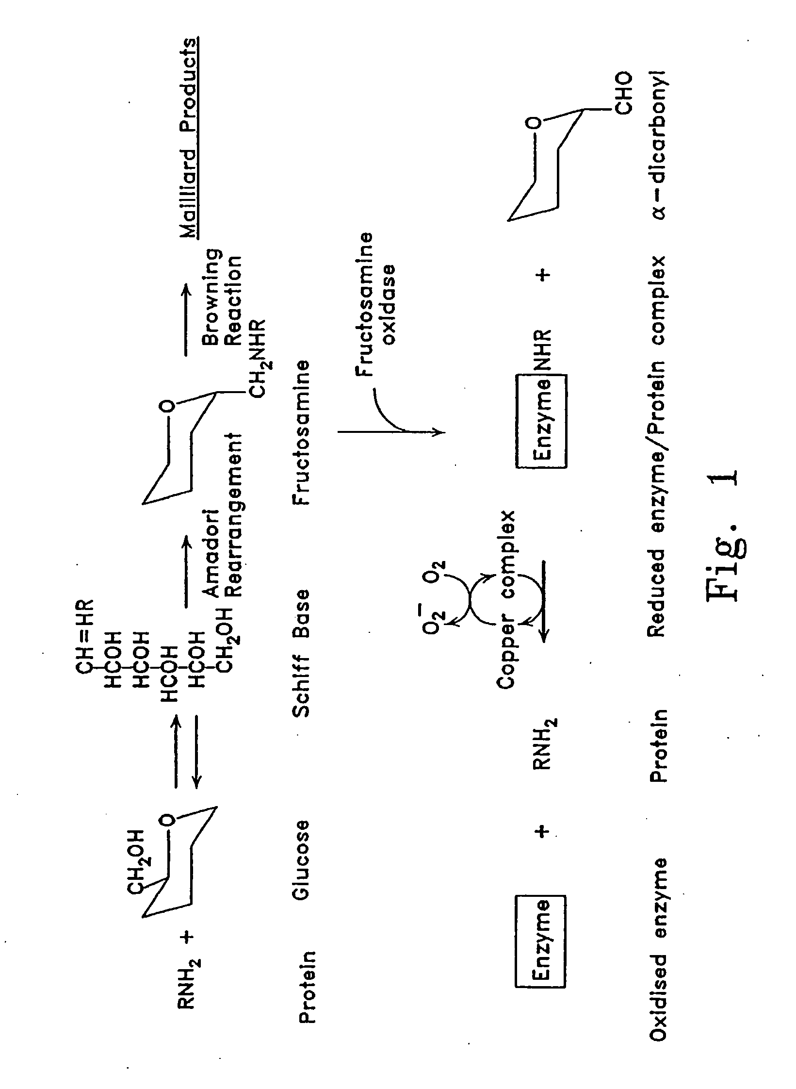 Treatment of diabetes with copper bunding compounds