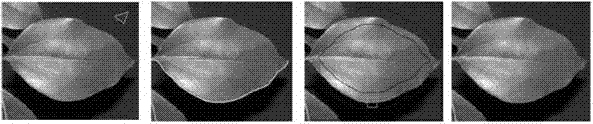 Self-adaptive robust constrained maximum variance mapping (CMVM) characteristic dimensionality reduction and extraction method for diversified image retrieval of plant leaves