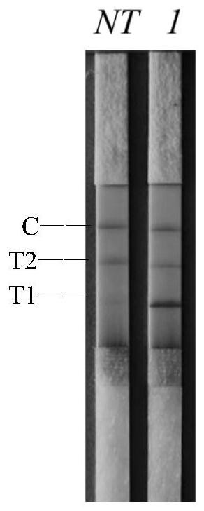 Primer group, kit and method for detecting vibrio parahaemolyticus and vibrio cholerae on the basis of dual RAA-LFD technology