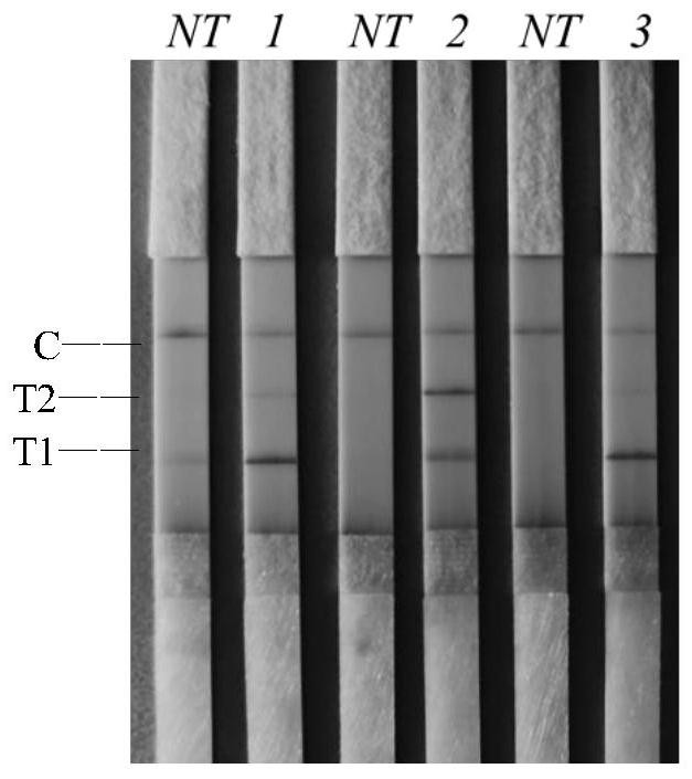 Primer group, kit and method for detecting vibrio parahaemolyticus and vibrio cholerae on the basis of dual RAA-LFD technology