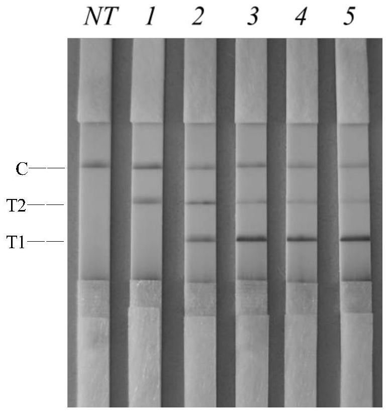 Primer group, kit and method for detecting vibrio parahaemolyticus and vibrio cholerae on the basis of dual RAA-LFD technology