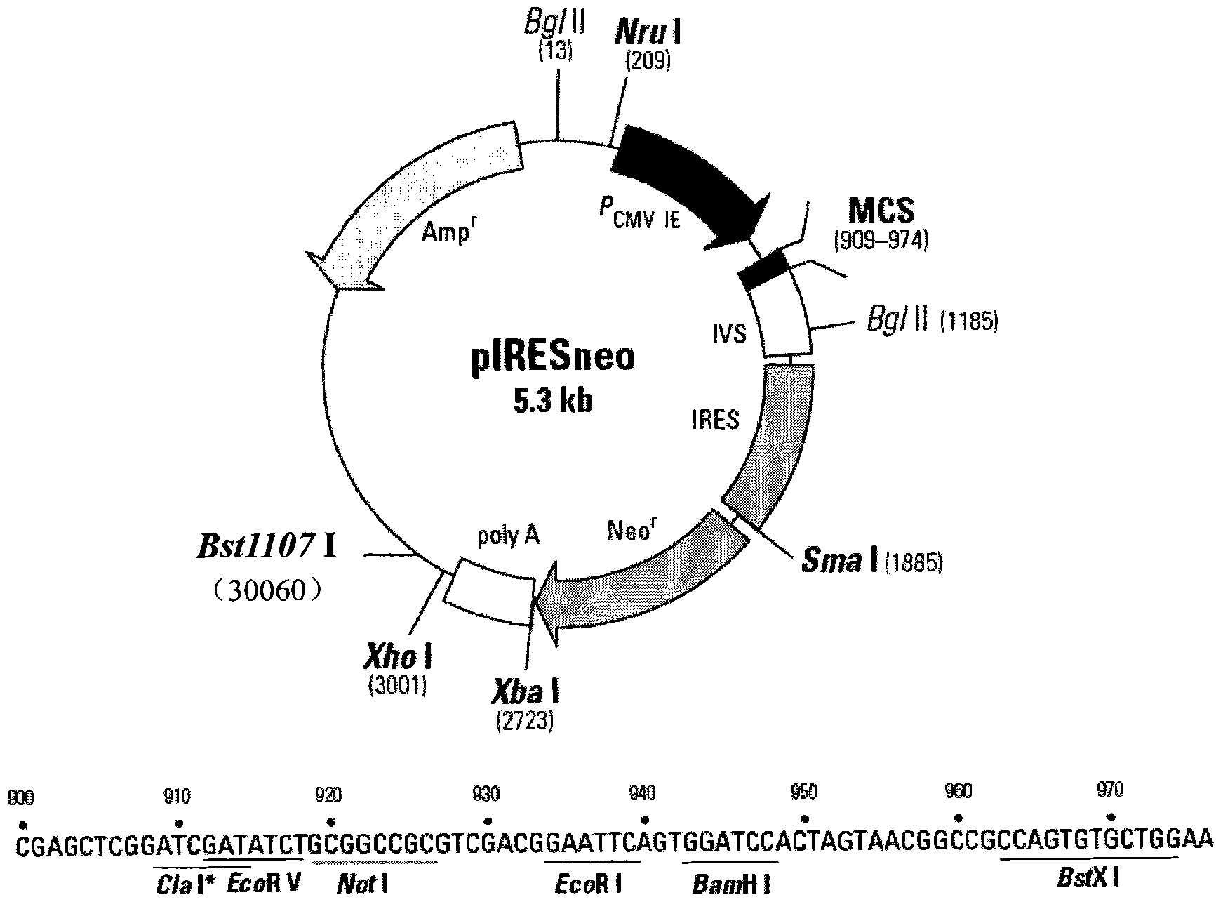 Method for constructing virus live vector recombinant vaccine by utilizing transposon