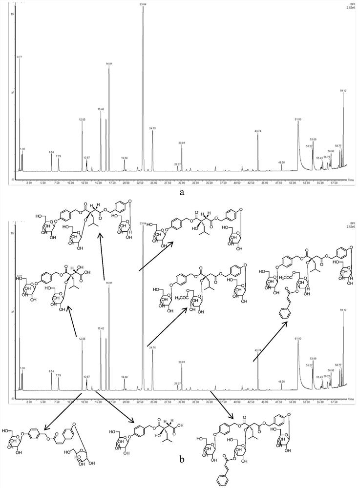 Preparation method and application of 2-isobutylmalate glucosyloxybenzyl ester extract from Baijizhong