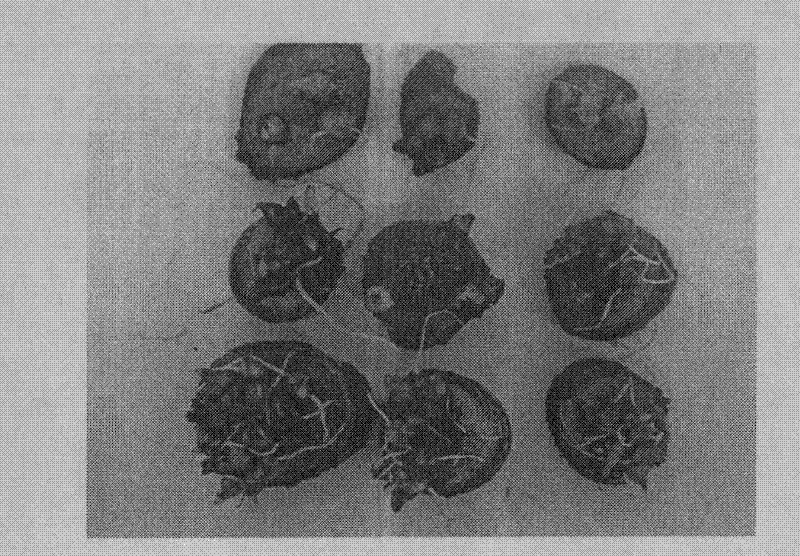 Rapid propagation method for Pinellia ternate buds