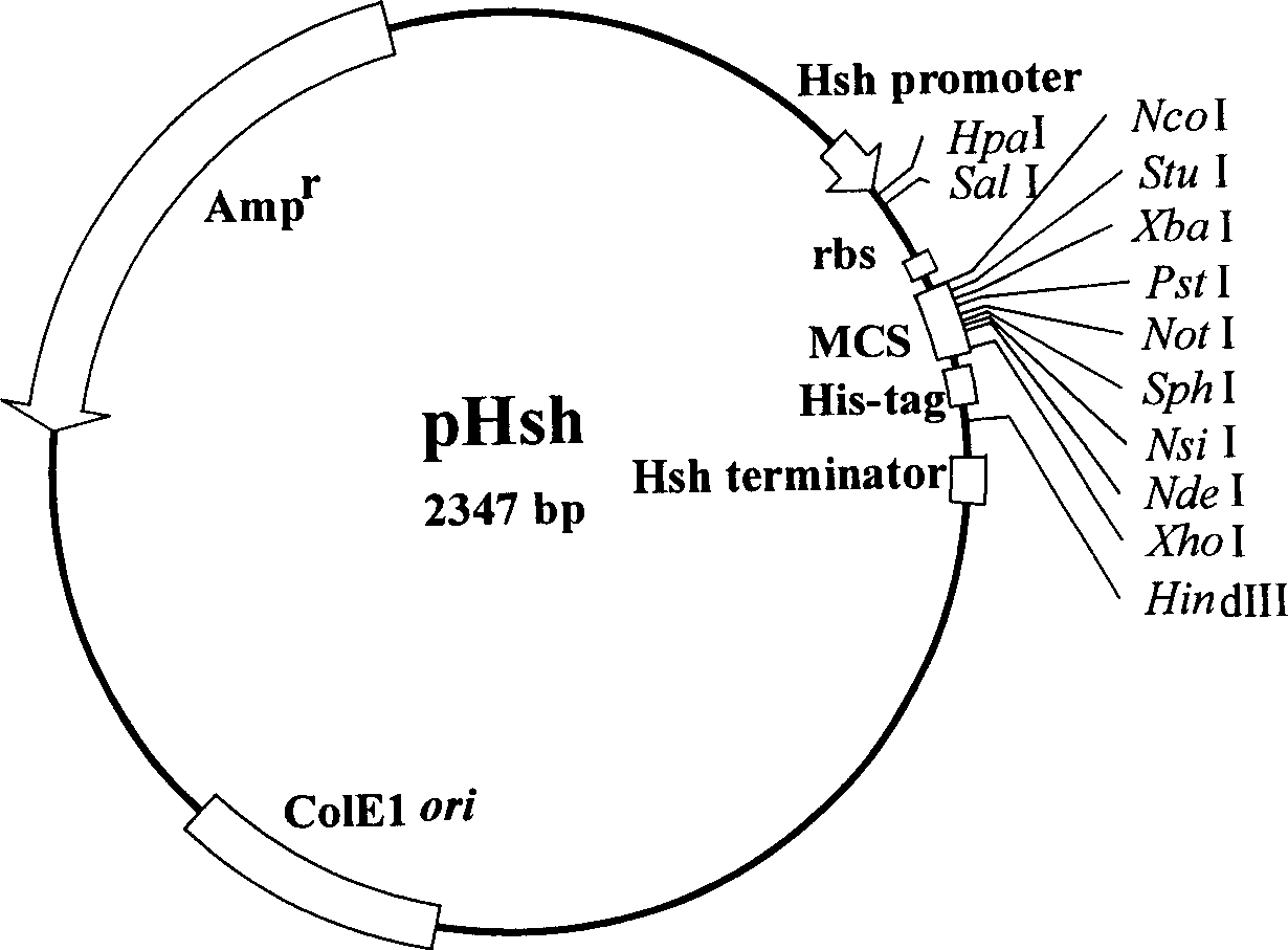 Colibacillus plasmid vector and its application method