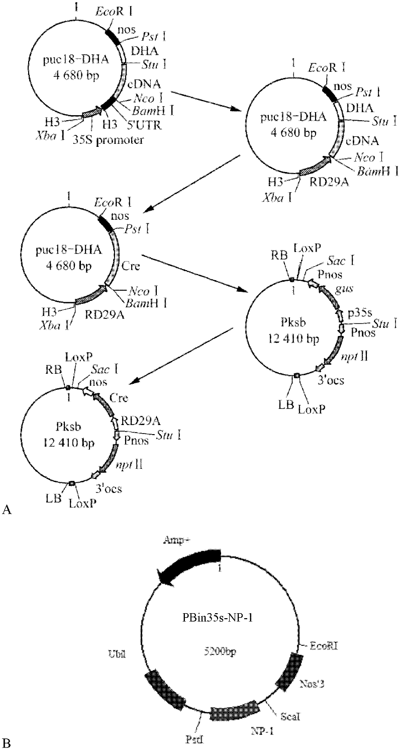 Application of Cre/loxP recombinant enzyme system in transgenic breeding of chrysanthemum