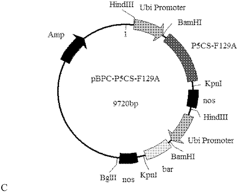 Application of Cre/loxP recombinant enzyme system in transgenic breeding of chrysanthemum