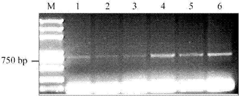 Application of Cre/loxP recombinant enzyme system in transgenic breeding of chrysanthemum