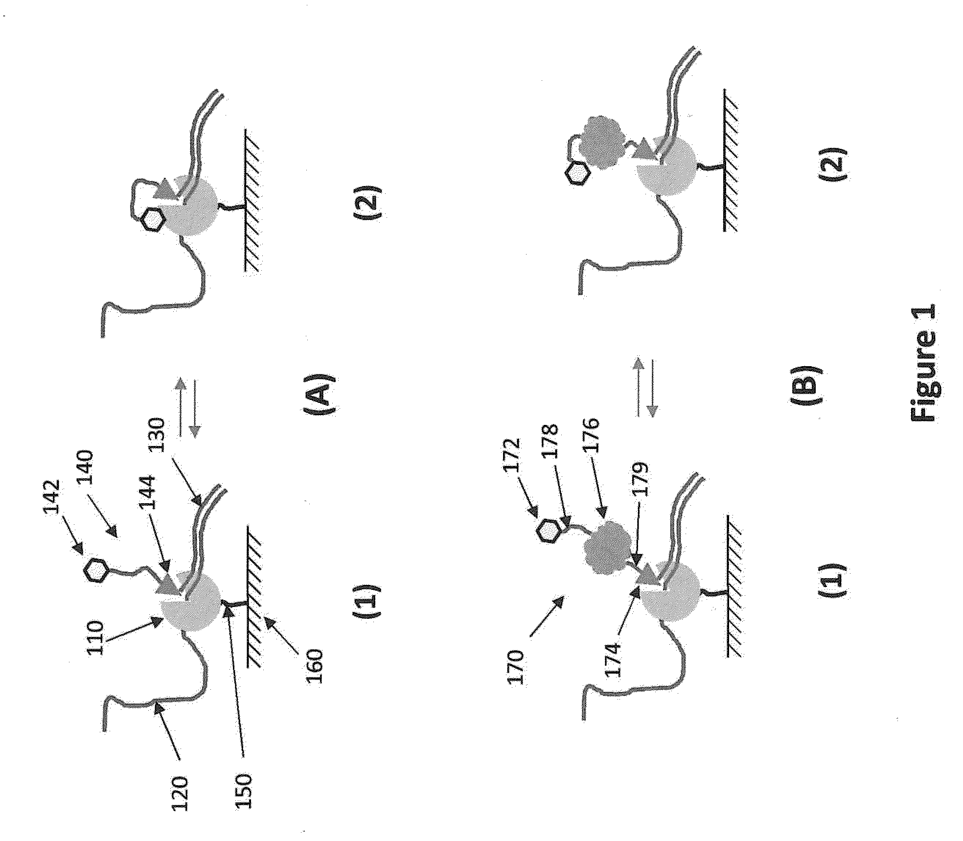 Polymerase enzyme substrates with protein shield