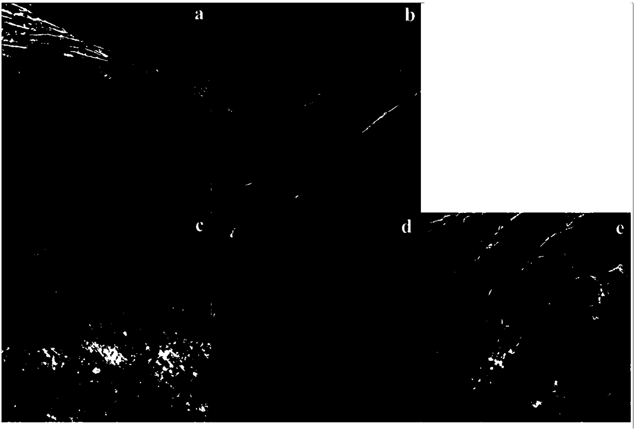 A kind of microorganism immobilized loofah and its preparation method and application