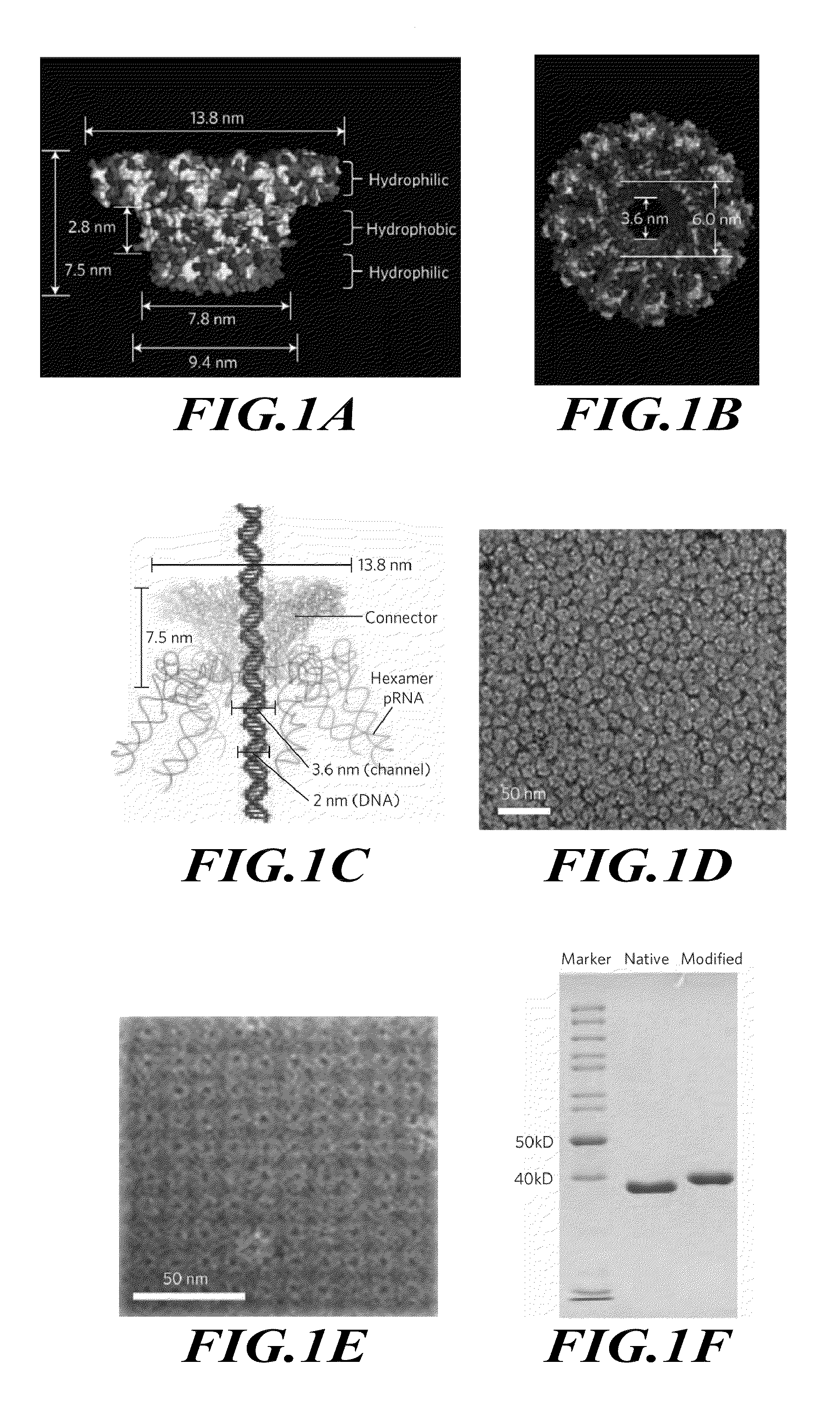 Membrane-integrated viral DNA-packaging motor protein connector biosensor for DNA sequencing and other uses