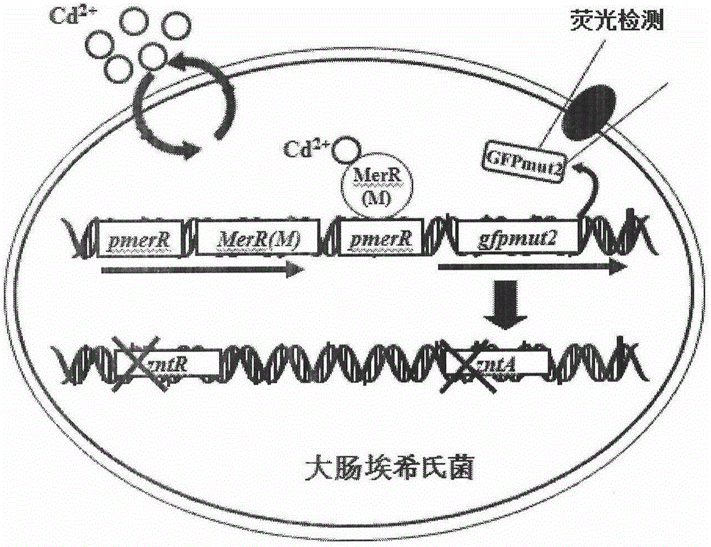 Microbiological method for detecting heavy-metal cadmium in water body